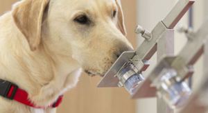 olfato-canino