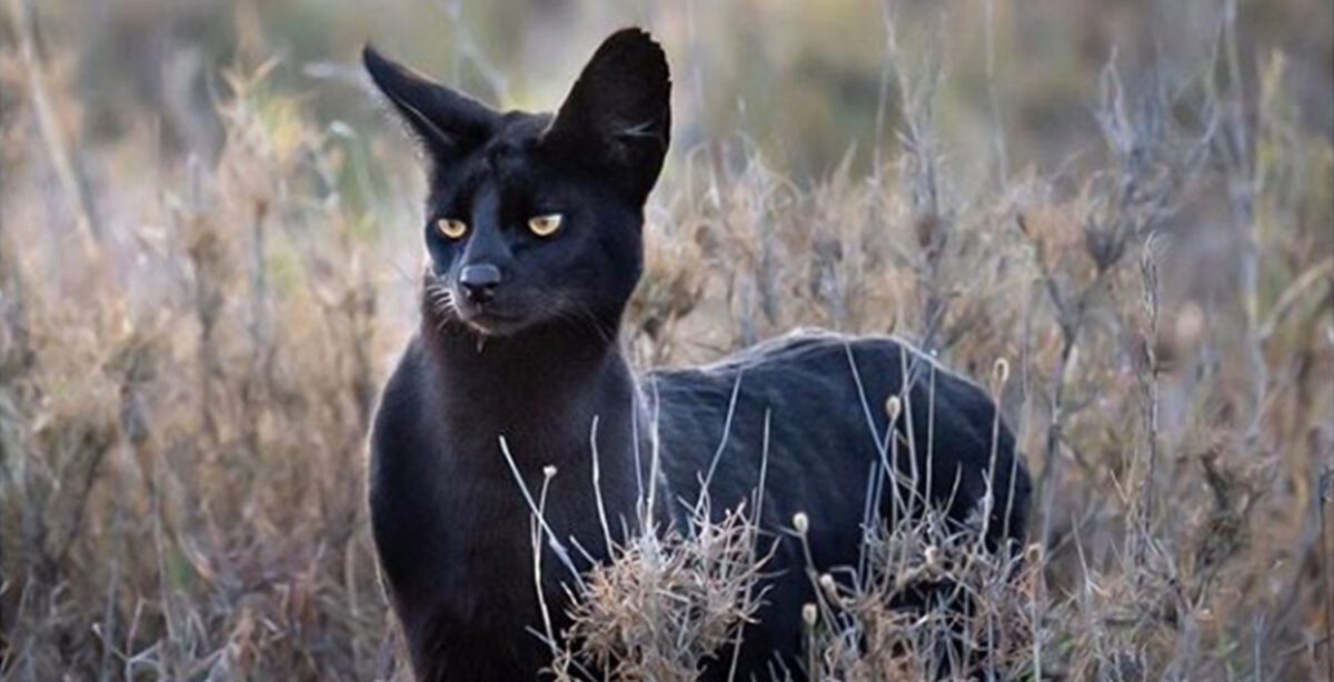 Exclusivo felino selvagem negro e rarissimo e registrado no Quenia Vetsapiens