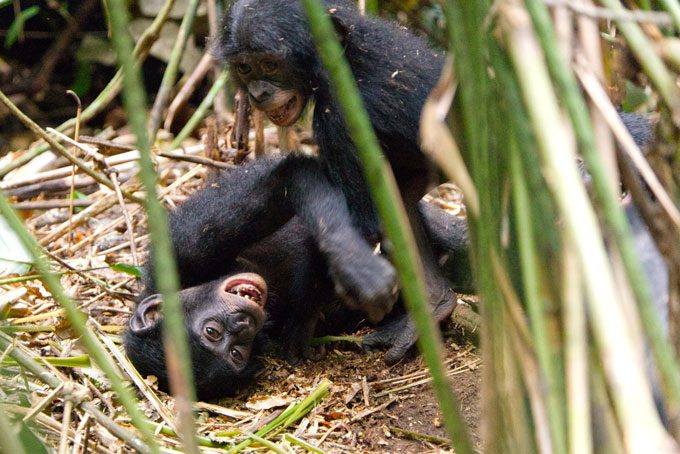 Dois bonobos adotaram bebês fora de seu grupo, marcando a primeira vez ...