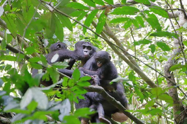Dois bonobos adotaram bebês fora de seu grupo, marcando a primeira vez ...