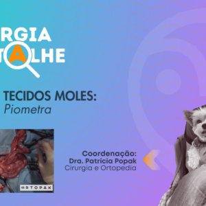 Ovariosalpingohisterectomia em bulldog Inglês com piometra