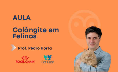 Aula – Colangite em felinos – o que há de novo?