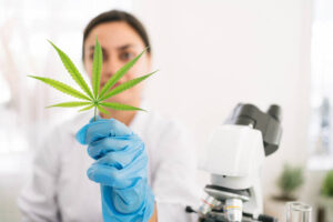 cannabis